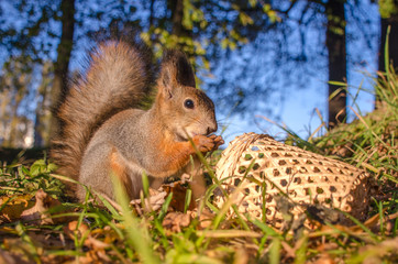 Wild red squirrel in forest or park eating nuts. Cute furry squirrel with basket autumn portrait.
