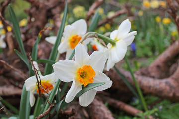 White daffodils with a yellow middle close-up on a background of green grass