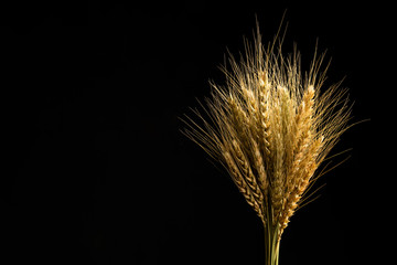 yellow wheat on black background