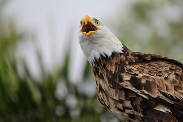Close up portrait of a bald eagle (haliaeetus leucocephalus) squawking - Powered by Adobe