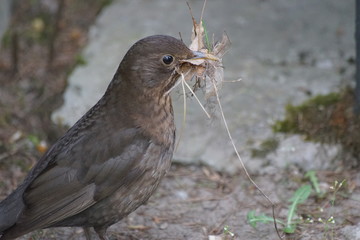 Ptak ,ptak budujący gniazdo