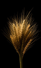 yellow wheat on black background