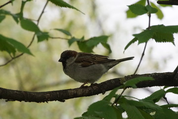 Wróbel ,ptak na gałęzi