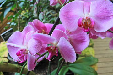 Flowers of pink orchids close-up