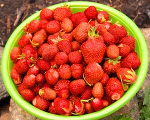 Strawberries in a Bowl