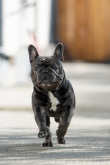 Cute and funny french bulldog shot from front perspective while running towards the camera in front of the house. Shot in portrait mode