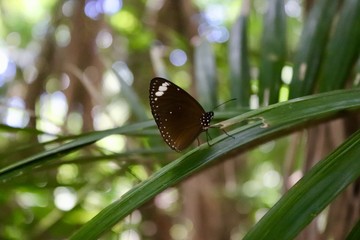 Schmetterling Makro