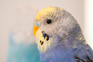 Portrait of a blue bubi budgie