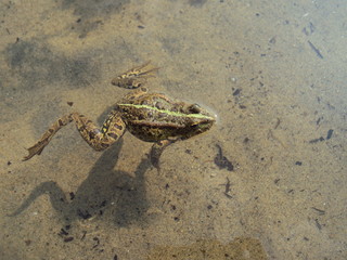 Frog in Lake