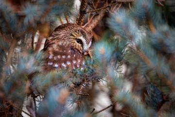 Small, colorful owl in a tree