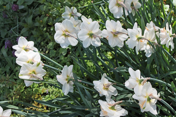 White daffodils close up on background of green grass