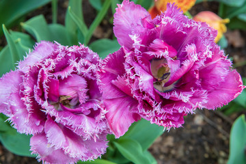 Tulipano pappagallo