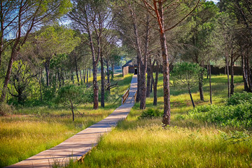 Landscape with path towards a bird observatory in a wetland of a stream