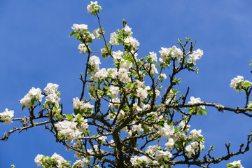 Weiße Apfel Blüte am Baum, mit unscharfem Hintergrund