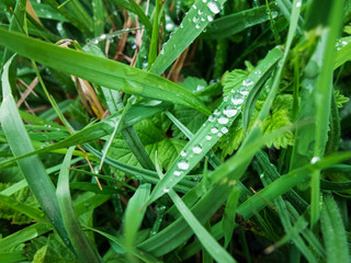 Drops of morning dew on the green grass