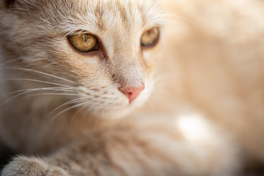 Peque&ntilde;o gato marr&oacute;n juguet&oacute;n