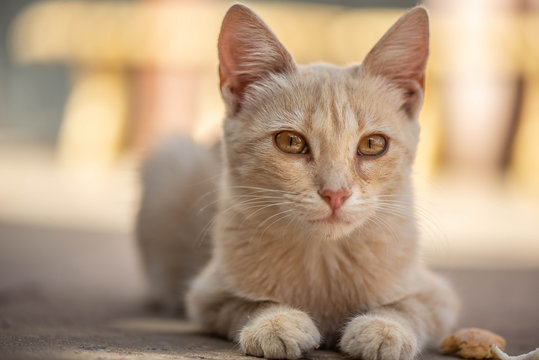 Peque&ntilde;o gato marr&oacute;n juguet&oacute;n