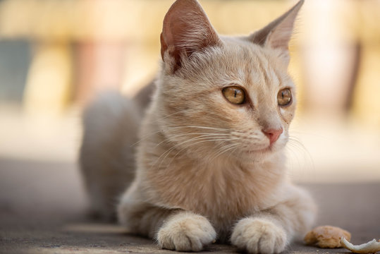 Peque&ntilde;o gato marr&oacute;n juguet&oacute;n