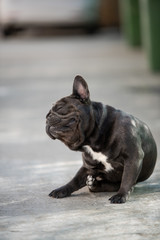 Funny french bulldog is scratching an itchy part