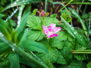 Morning dew on the green grass and purple flower