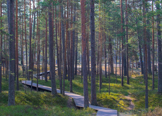 Wooden walkway leading to the sea through a pine forest.