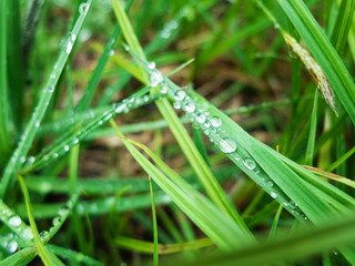 Drops of morning dew on the green grass