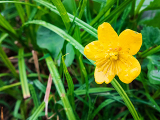 Fototapeta premium Morning dew on the green grass and yellow flowers