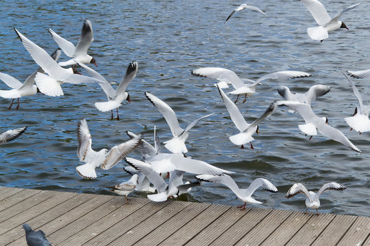 Seagulls on Lower lake of Kaliningrad