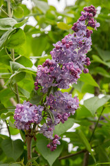 Fototapeta premium beautiful lilac blossoming flower early summer symbol