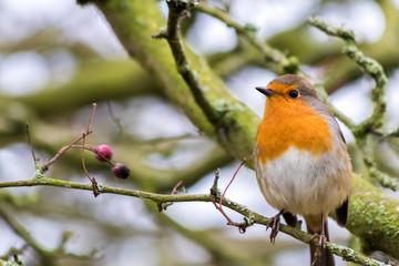 Robin on a branch without snow