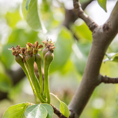 young fruit of the pear tree in late spring