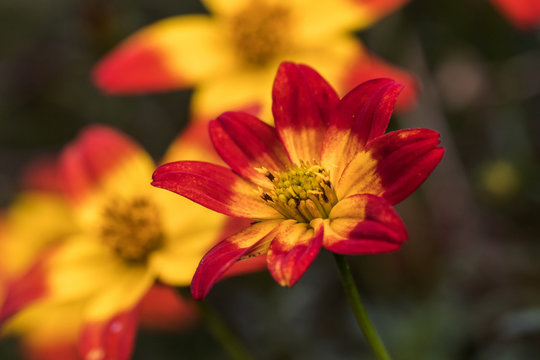Bidens, Zweizahn in Nahaufnahme