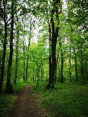 Fototapeta na wymiar Path in the green forest 