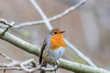 Robin on a branch without snow