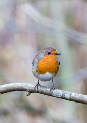 Robin on a branch without snow