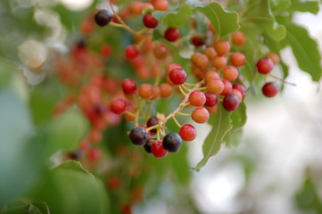 red berries on branch of tree