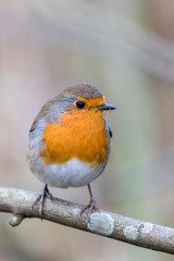 Robin on a branch without snow