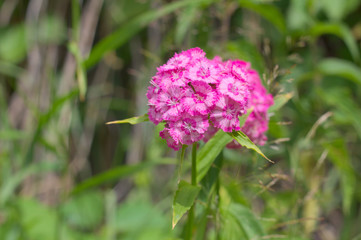 Obraz premium Single carnation flower on flower bed in summer
