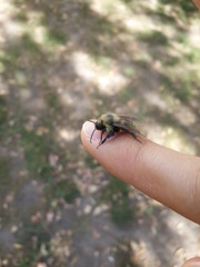 Bumblebee Close-up