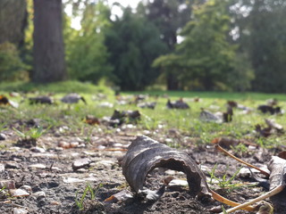 Grass Botanical Garden, Cambridge