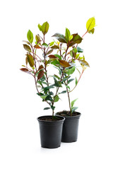 Photinia plants in black pot isolated on white. Ready for planting.