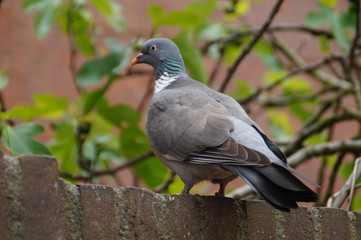 pigeon in the park