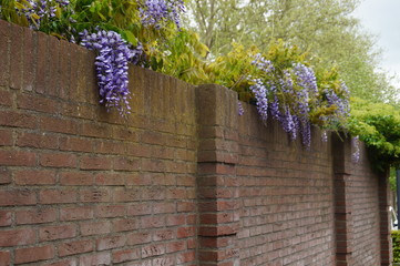 flowers on the wall