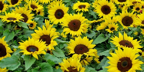 a large field of bright yellow sunflowers