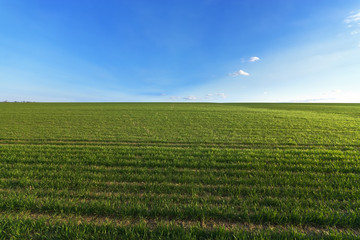 Obraz premium green wheat field / photo by countryside agriculture