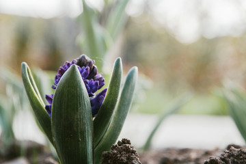 blue bloomed hyacinth selective focus, spring mood