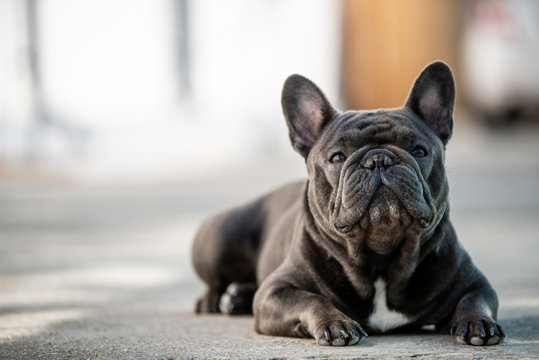 French bulldog laying on the pavement outdoor