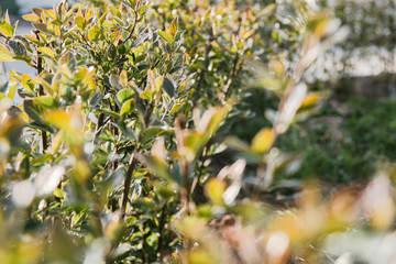 green hedge in sunlight, selective focus background