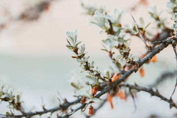 sea buckthorn tree leaves and berries on the tree have faded