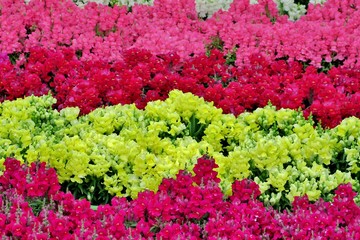 little beautiful flowers of different colors close up